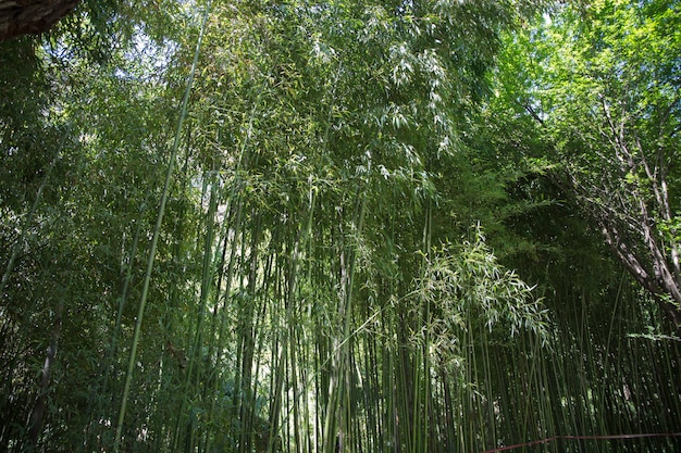 Bambú en el jardín botánico de Tbilisi