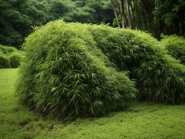 Bambú en el jardín fondo de naturaleza verde con espacio de copia