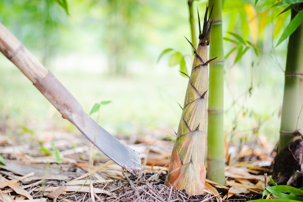 Foto bambu jovem brota na fazenda de bambu da agricultura.