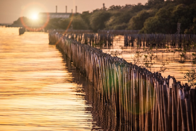 Bambu no mar