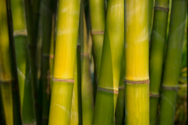 Bambu perto no bosque de bambu