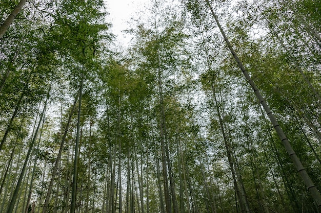 Bambú recto en el bosque de bambú