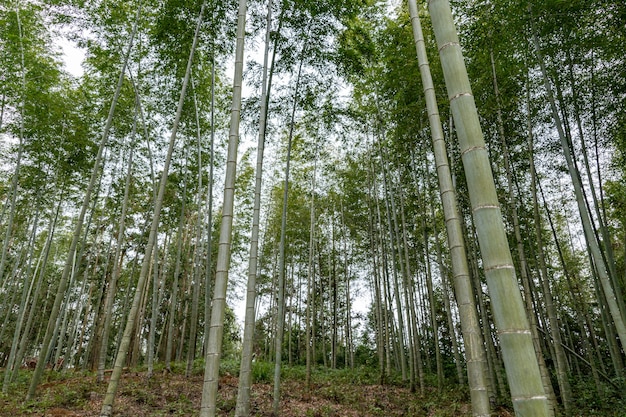 Bambu reto na floresta de bambu