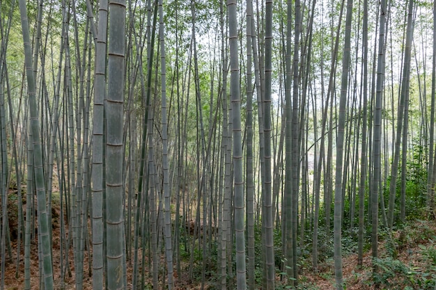 Bambu reto na floresta de bambu