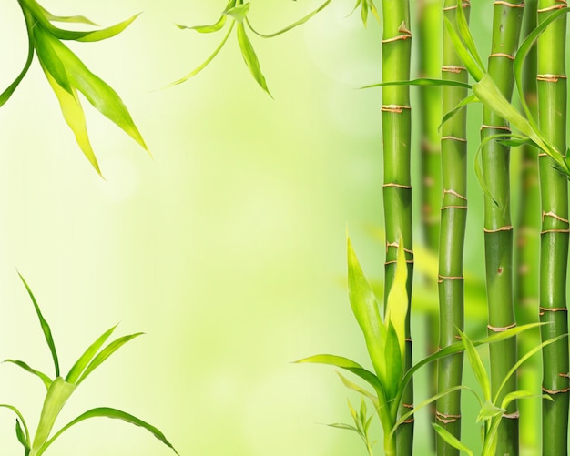 bambu sem humanos tema verde natureza floresta de bambu floresta folha desfocada