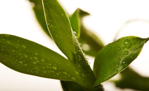 Bambú de la suerte con gotas de agua