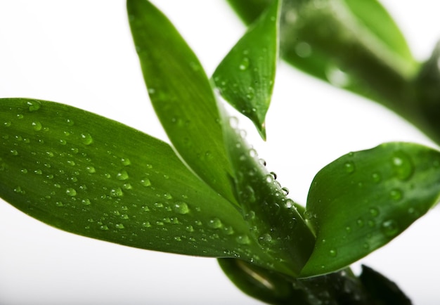 Bambú de la suerte con gotas de agua