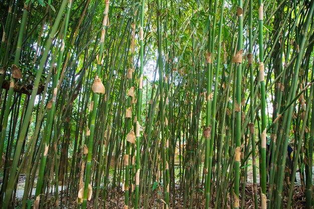 Bambú verde en el bosque se puede utilizar como fondo de pantalla de textura