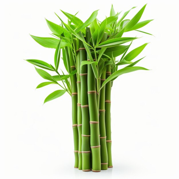 Bambu verde com folhas isoladas em fundo branco com caminho de corte e profundidade total de campo