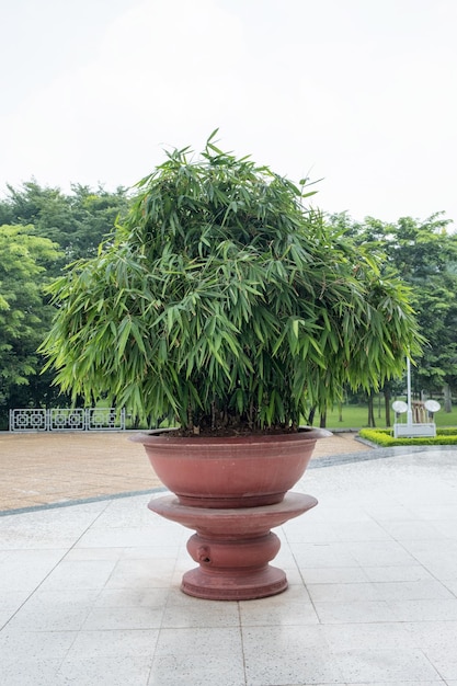 Bambú verde cultivado en olla de barro marrón