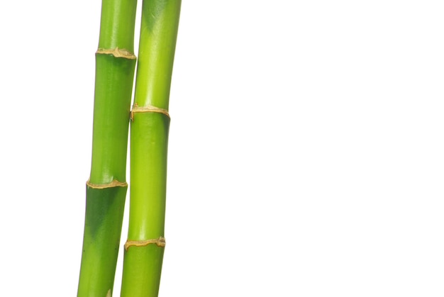 bambu verde isolado em um fundo branco