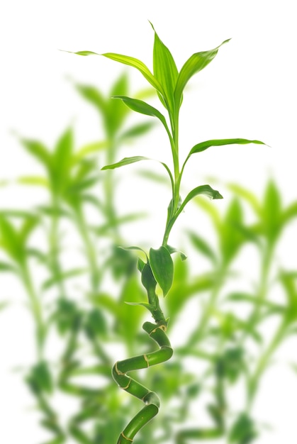 Bambu verde isolado