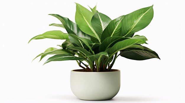 bambú verde en una olla de flores aislado sobre un fondo blanco