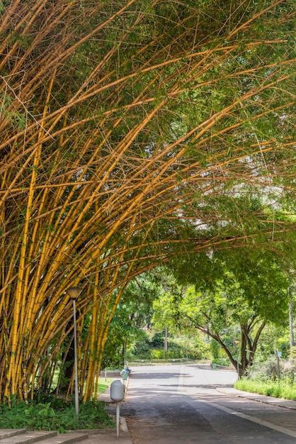 Bambus, auch bekannt als Bambusoideae, ist eine große Gattung von Klumpen
