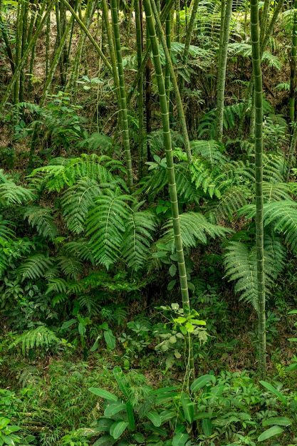 Bambus und Farn im tropischen Regenwald Kolumbien Südamerika stockfoto