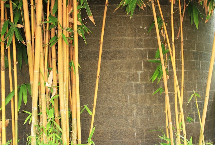 Bambusa Vulgaris o bambú amarillo ampliamente utilizado como planta ornamental o setos de frontera