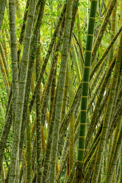 Bambusbäume, die in einem tropischen Wald Kolumbien Südamerikas wachsen stockfoto