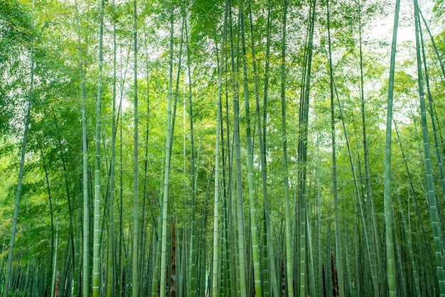 Bambusbäume Waldlaub