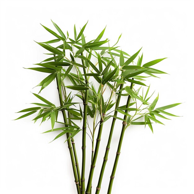 Bambusbaum Blattpflanze Stamm und Stock 3d Bambusbaume Ai Generative