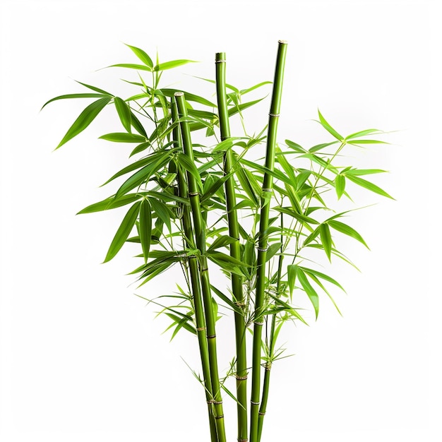 Bambusbaum Blattpflanze Stamm und Stock 3D Bambusbaume Ai Generative
