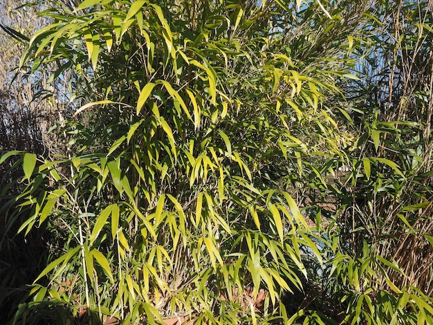 Bambusbaum verlässt Hintergrund