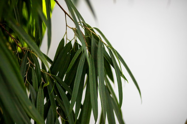 Bambusblätter im Garten