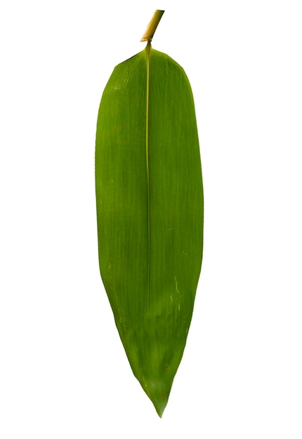 Bambusblatt auf weißem Hintergrund isoliert