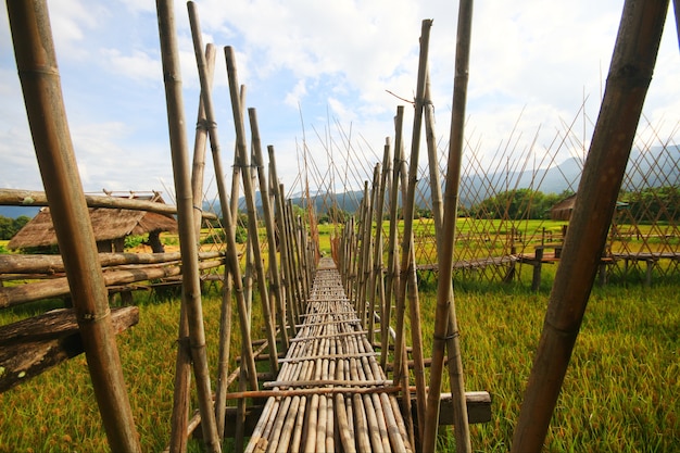 Bambusbrücke auf dem Reisgebiet