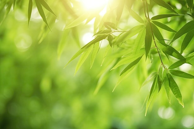 Bambusgrüne Blätter mit Sonnenschein