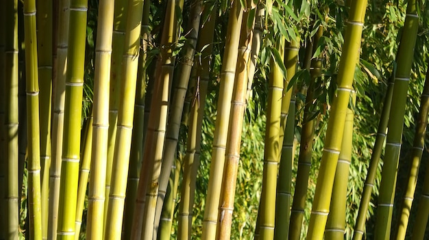 Bambushain, Bambuswaldnatürlicher grüner Hintergrund