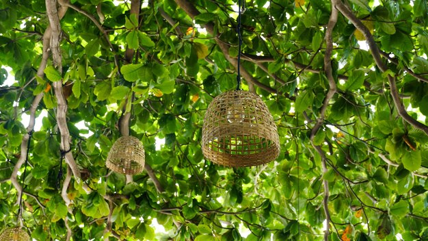 Bambuskorblampe, die unter dem großen alten Baum hängt