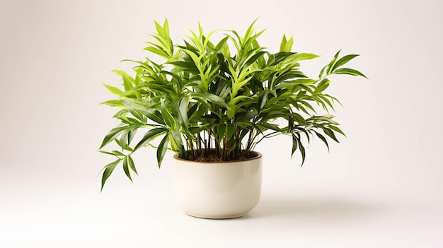 Bambuspflanze auf einem Topf auf weißem Hintergrund