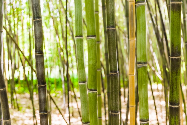 Bambusstamm, der im Wald wächst