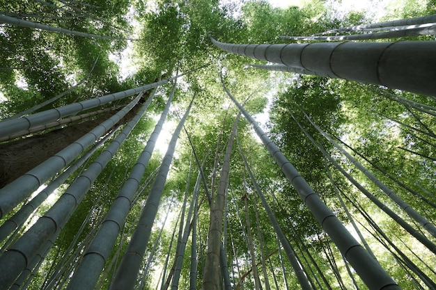 Bambuswald Arashiyama Kyoto Japan Morgensonne