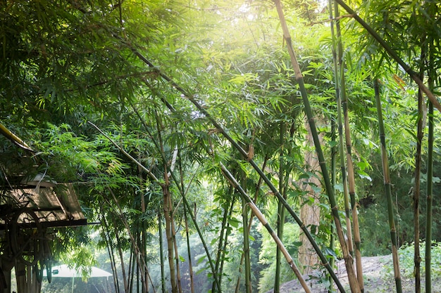 Bambuswald im tropischen Wetter Thailand