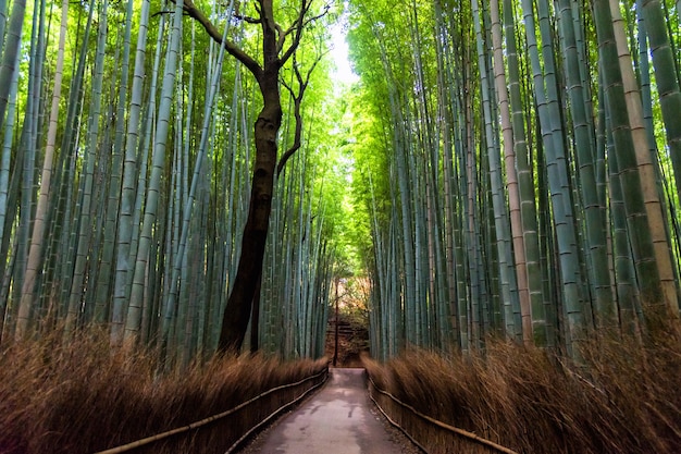 Bambuswald in Arashiyama