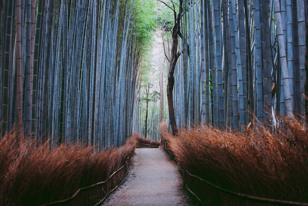 Bambuswald in Kyoto Landschaft