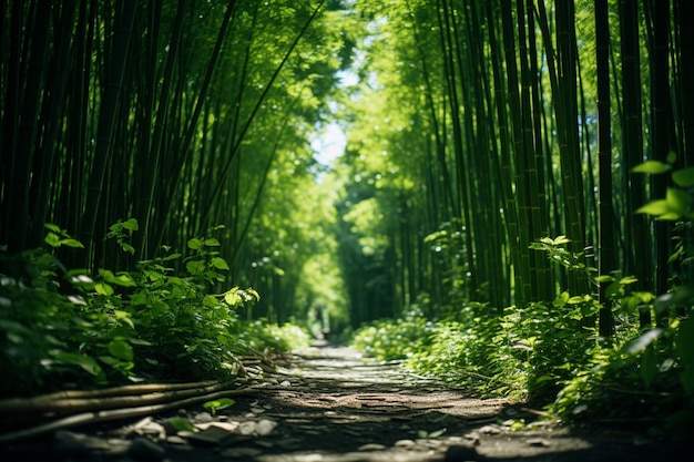 Bambuswaldlandschaft bei Tageslicht, warme Ruhe