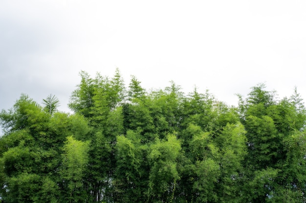 Bambuszweige gegen weißen Himmel