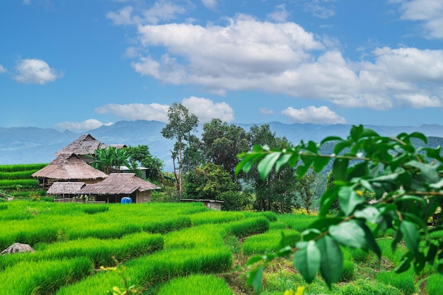 Ban pa pong piang terrazas de arroz en chiangmaiEstas son las terrazas de arroz más hermosas de Tailandia