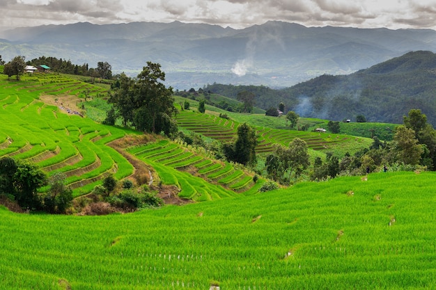 Ban Papongpieng Reis-Terrassen, Chiang Mai, Norden von Thailand