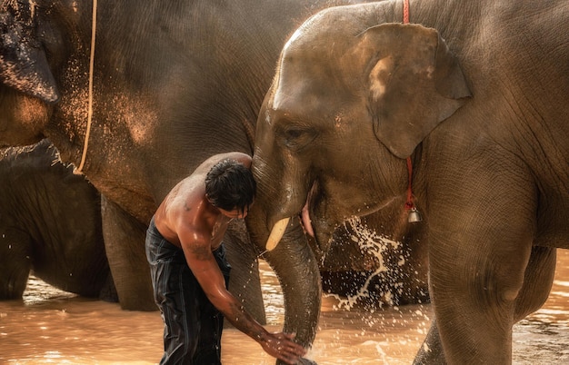 Baña a un elefante con una historia de amor en el mahout