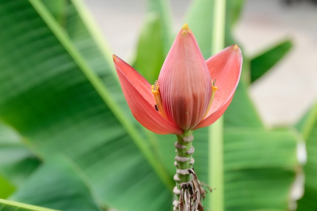 Banana Bud en el jardín, polen de flor de plátano con fondo de hoja de plátano verde.