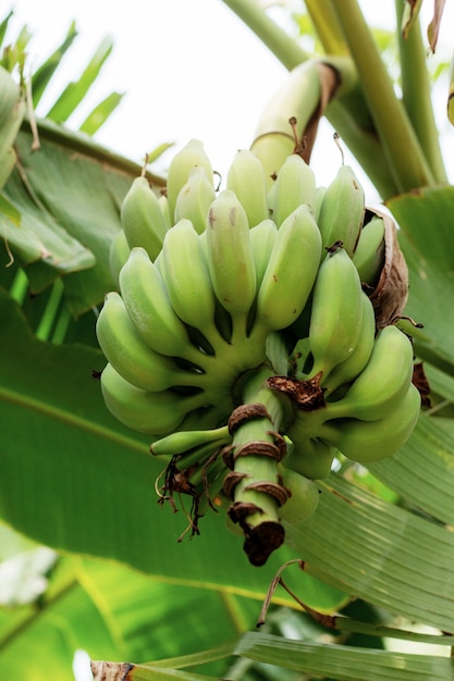 Banana crua com o céu.