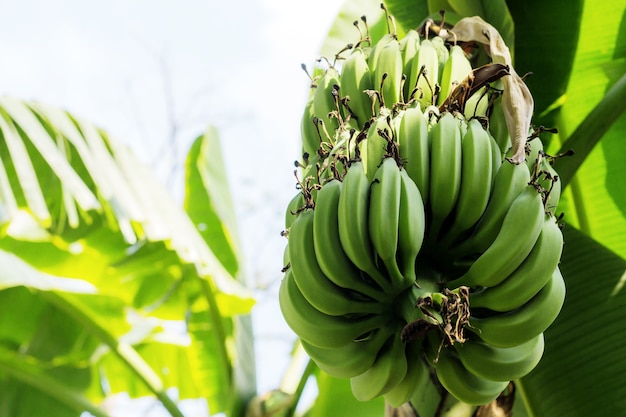 Banana crua na árvore na luz solar.