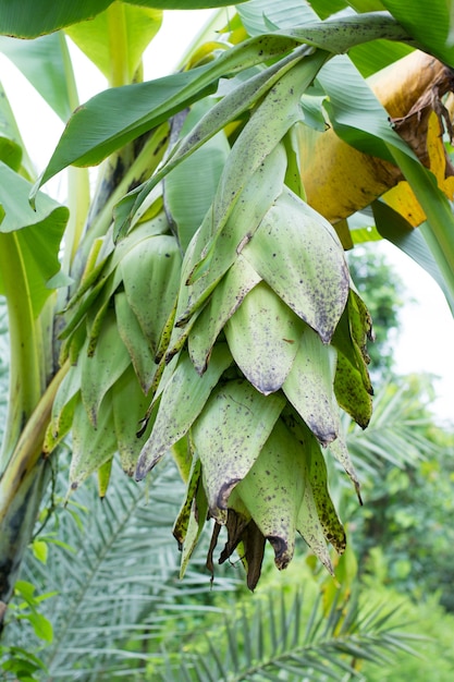 Banana elefante, ensete glaucum ou musa glauca roxb