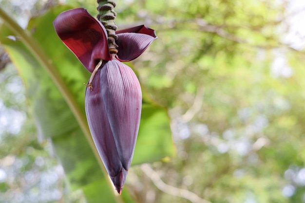 Banana flor da flor na bananeira refere-se ao grande