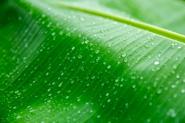 Banana folha de palmeira, fundo da natureza Folha verde com gotículas de água no meio da ...