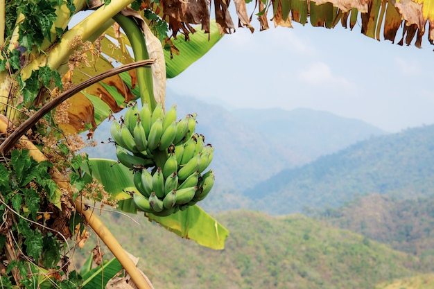 Banana y hojas secas.