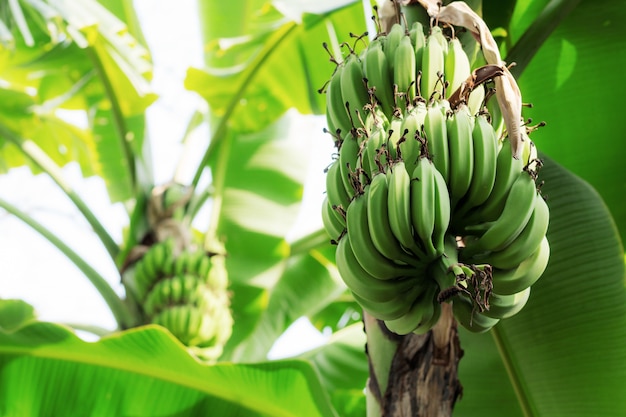 Banana na árvore no céu.